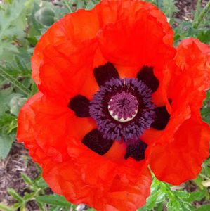 Meet your Posher, Paige